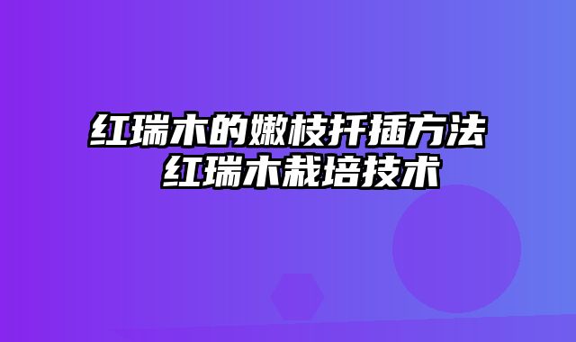 红瑞木的嫩枝扦插方法 红瑞木栽培技术