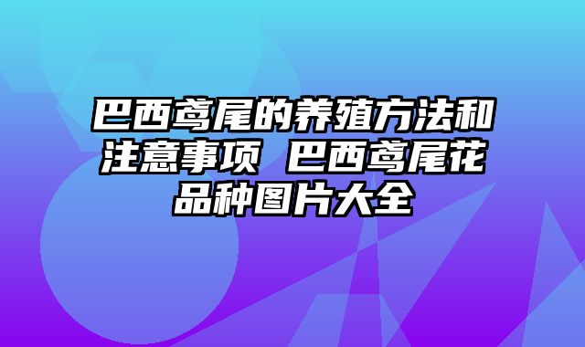 巴西鸢尾的养殖方法和注意事项 巴西鸢尾花品种图片大全
