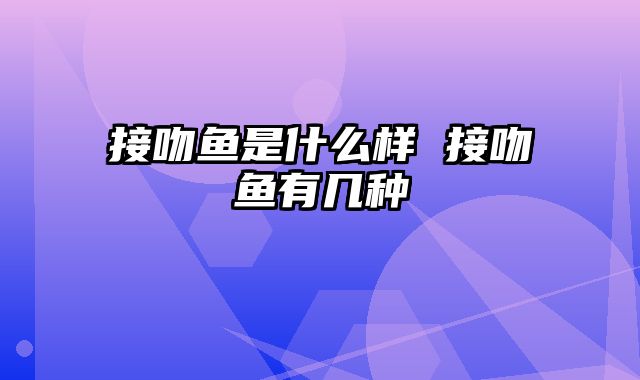 接吻鱼是什么样 接吻鱼有几种