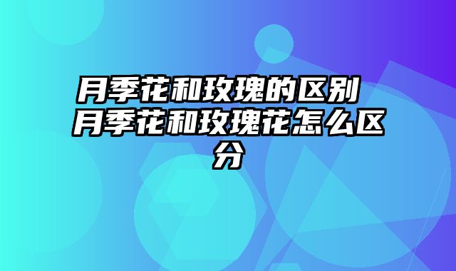 月季花和玫瑰的区别 月季花和玫瑰花怎么区分