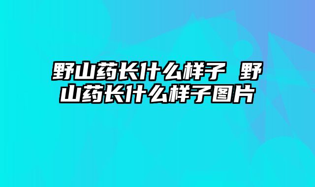 野山药长什么样子 野山药长什么样子图片