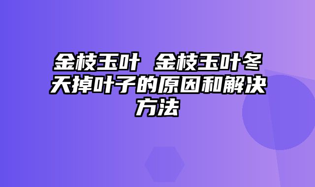 金枝玉叶 金枝玉叶冬天掉叶子的原因和解决方法