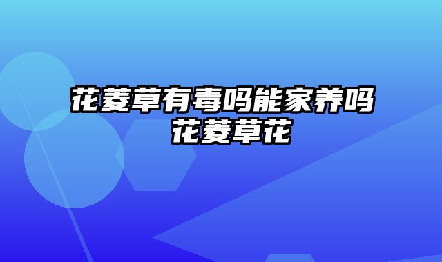 花菱草有毒吗能家养吗 花菱草花