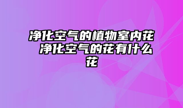 净化空气的植物室内花 净化空气的花有什么花