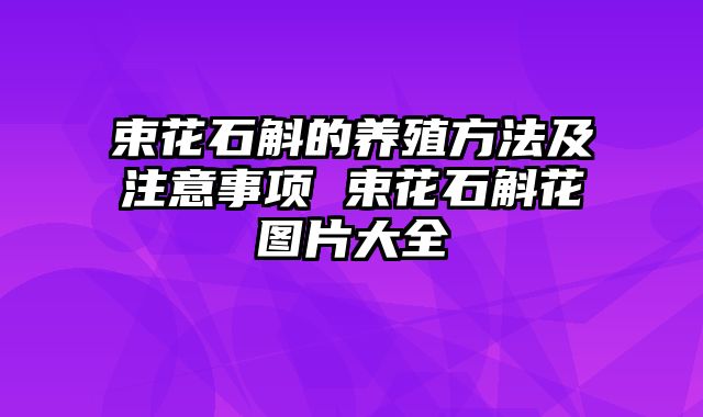 束花石斛的养殖方法及注意事项 束花石斛花图片大全