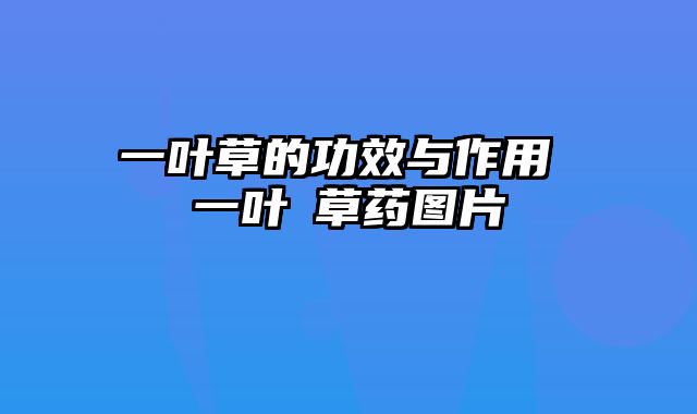 一叶草的功效与作用 一叶萩草药图片