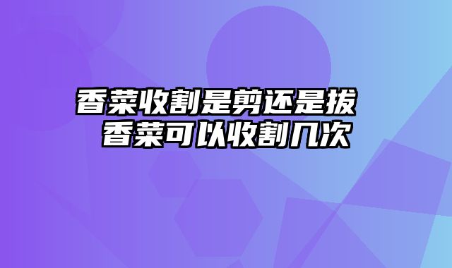 香菜收割是剪还是拔 香菜可以收割几次