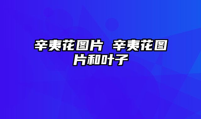 辛夷花图片 辛夷花图片和叶子