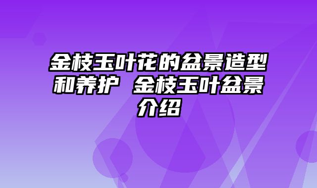 金枝玉叶花的盆景造型和养护 金枝玉叶盆景介绍