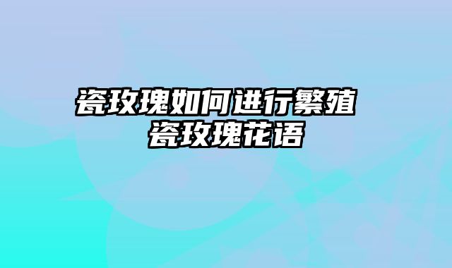 瓷玫瑰如何进行繁殖 瓷玫瑰花语