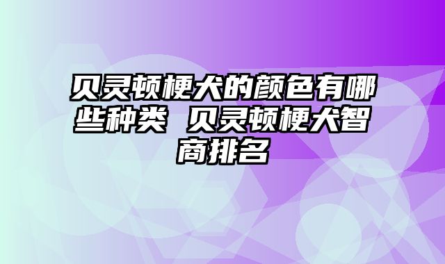 贝灵顿梗犬的颜色有哪些种类 贝灵顿梗犬智商排名