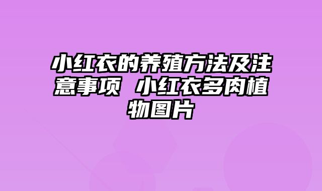 小红衣的养殖方法及注意事项 小红衣多肉植物图片