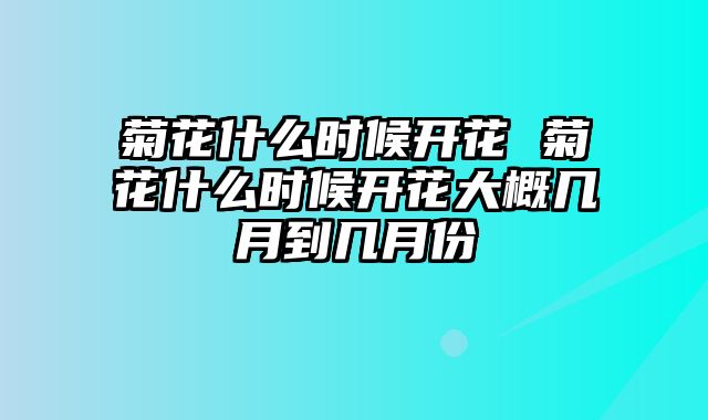 菊花什么时候开花 菊花什么时候开花大概几月到几月份