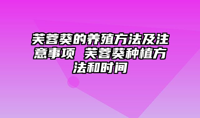 芙蓉葵的养殖方法及注意事项 芙蓉葵种植方法和时间