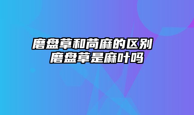 磨盘草和苘麻的区别 磨盘草是麻叶吗