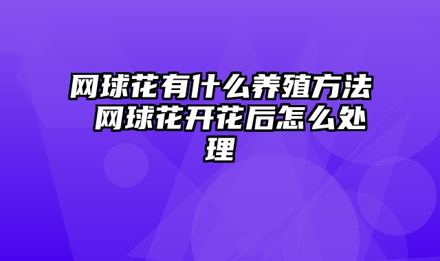 网球花有什么养殖方法 网球花开花后怎么处理