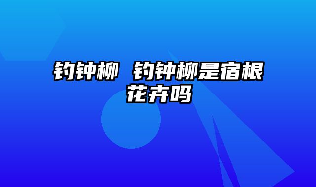 钓钟柳 钓钟柳是宿根花卉吗