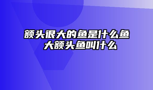 额头很大的鱼是什么鱼 大额头鱼叫什么