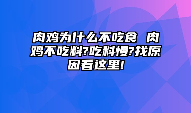 肉鸡为什么不吃食 肉鸡不吃料?吃料慢?找原因看这里!