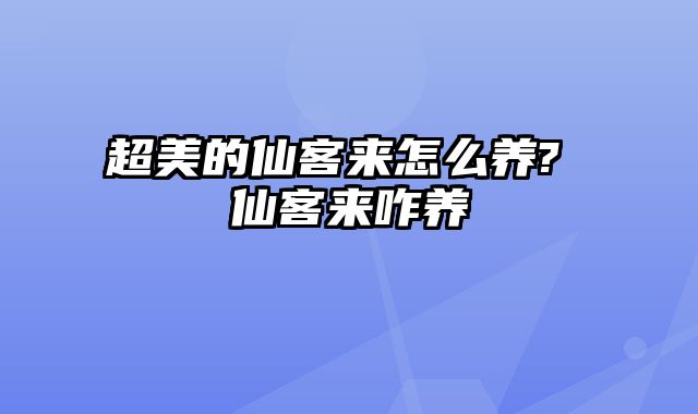 超美的仙客来怎么养? 仙客来咋养