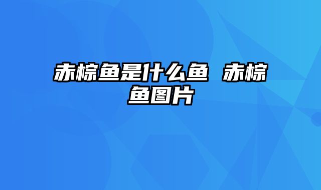 赤棕鱼是什么鱼 赤棕鱼图片