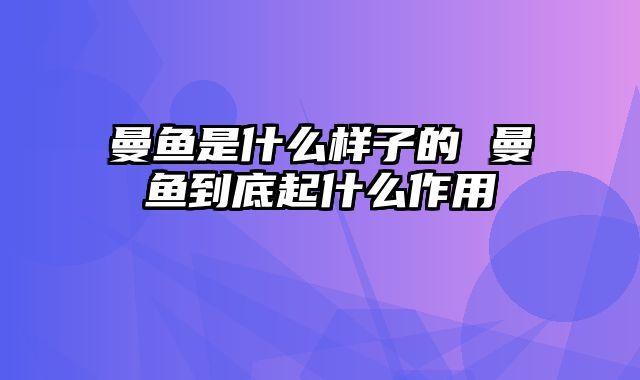 曼鱼是什么样子的 曼鱼到底起什么作用