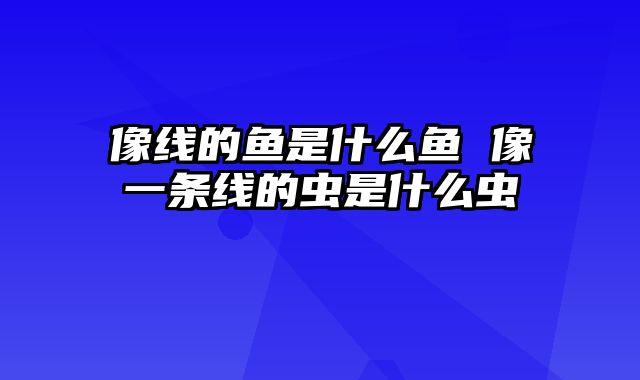 像线的鱼是什么鱼 像一条线的虫是什么虫