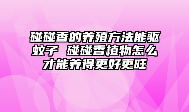 碰碰香的养殖方法能驱蚊子 碰碰香植物怎么才能养得更好更旺