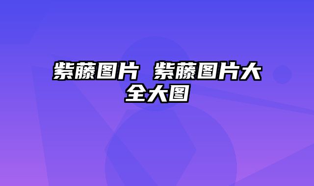 紫藤图片 紫藤图片大全大图