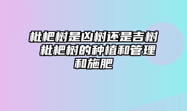 枇杷树是凶树还是吉树 枇杷树的种植和管理和施肥