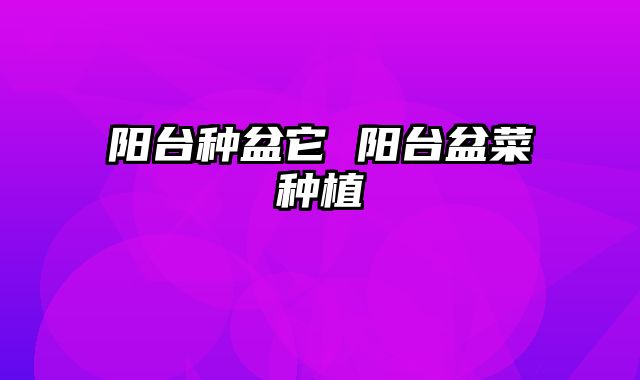 阳台种盆它 阳台盆菜种植