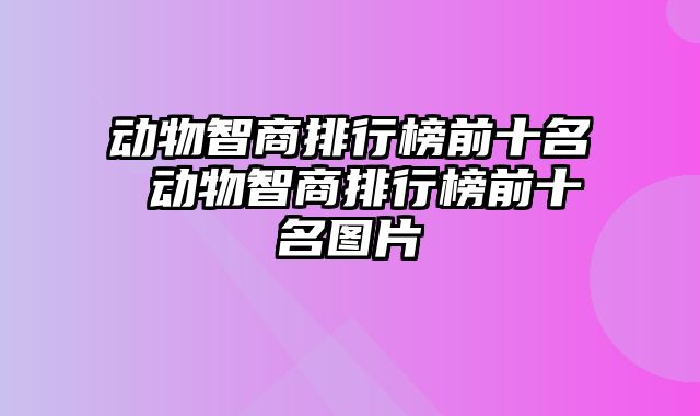 动物智商排行榜前十名 动物智商排行榜前十名图片