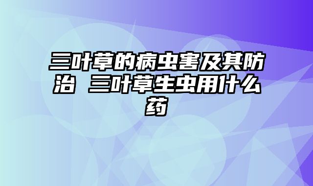 三叶草的病虫害及其防治 三叶草生虫用什么药