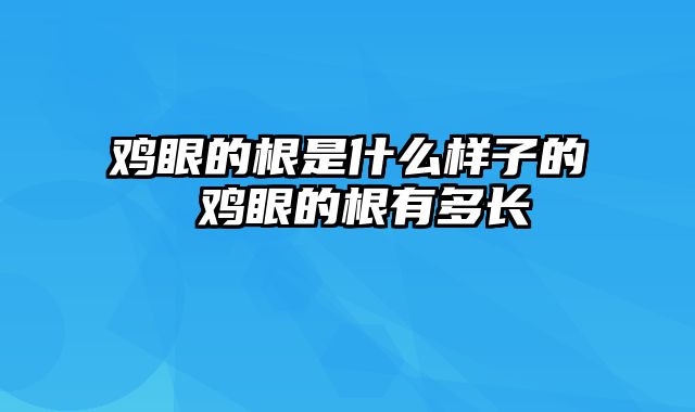 鸡眼的根是什么样子的 鸡眼的根有多长