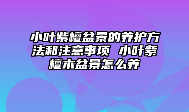 小叶紫檀盆景的养护方法和注意事项 小叶紫檀木盆景怎么养