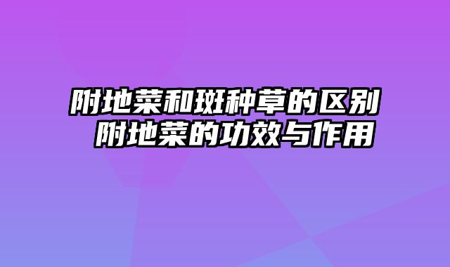 附地菜和斑种草的区别 附地菜的功效与作用