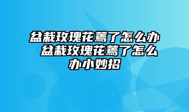 盆栽玫瑰花蔫了怎么办 盆栽玫瑰花蔫了怎么办小妙招