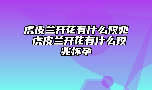 虎皮兰开花有什么预兆 虎皮兰开花有什么预兆怀孕