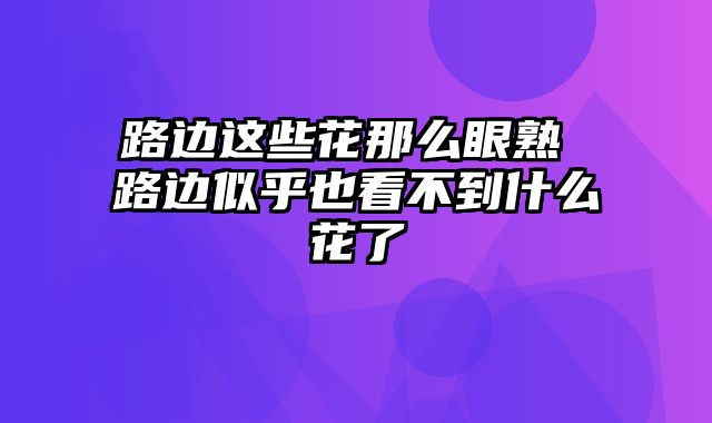 路边这些花那么眼熟 路边似乎也看不到什么花了