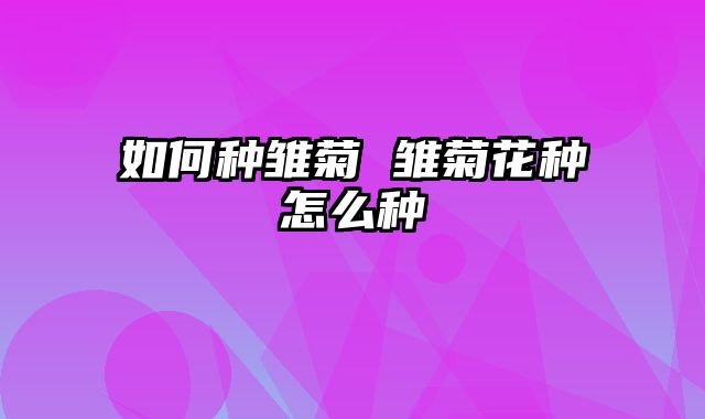 如何种雏菊 雏菊花种怎么种