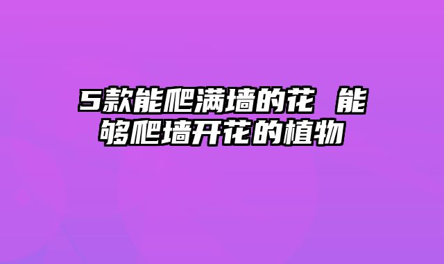 5款能爬满墙的花 能够爬墙开花的植物
