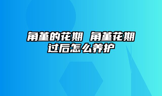 角堇的花期 角堇花期过后怎么养护