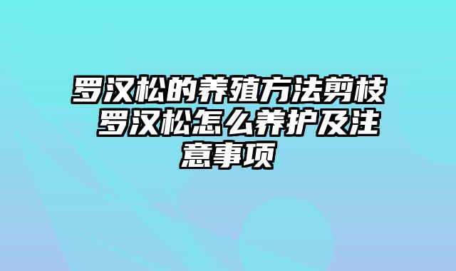 罗汉松的养殖方法剪枝 罗汉松怎么养护及注意事项