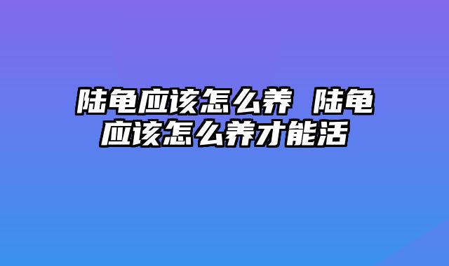 陆龟应该怎么养 陆龟应该怎么养才能活