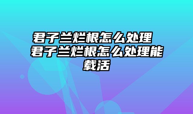 君子兰烂根怎么处理 君子兰烂根怎么处理能载活