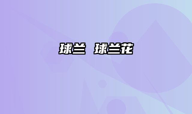 球兰 球兰花