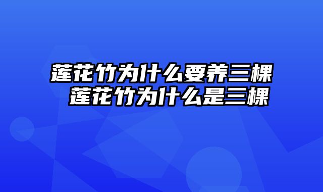 莲花竹为什么要养三棵 莲花竹为什么是三棵