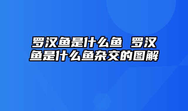 罗汉鱼是什么鱼 罗汉鱼是什么鱼杂交的图解