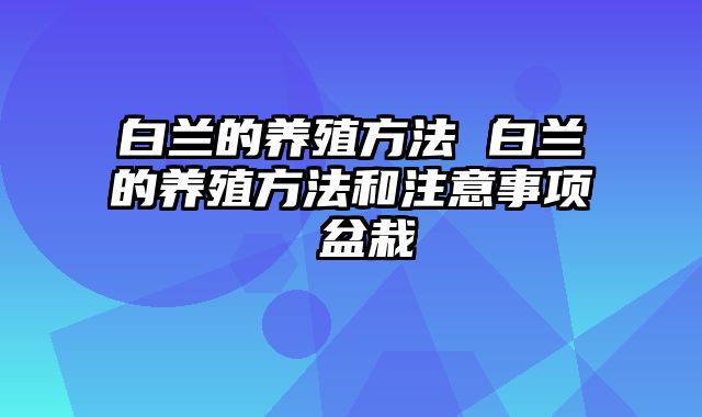 白兰的养殖方法 白兰的养殖方法和注意事项 盆栽