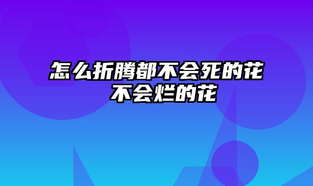 怎么折腾都不会死的花 不会烂的花